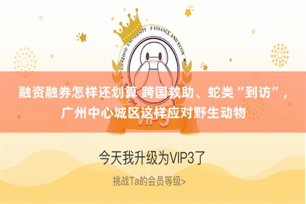 融资融券怎样还划算 跨国救助、蛇类“到访”，广州中心城区这样应对野生动物